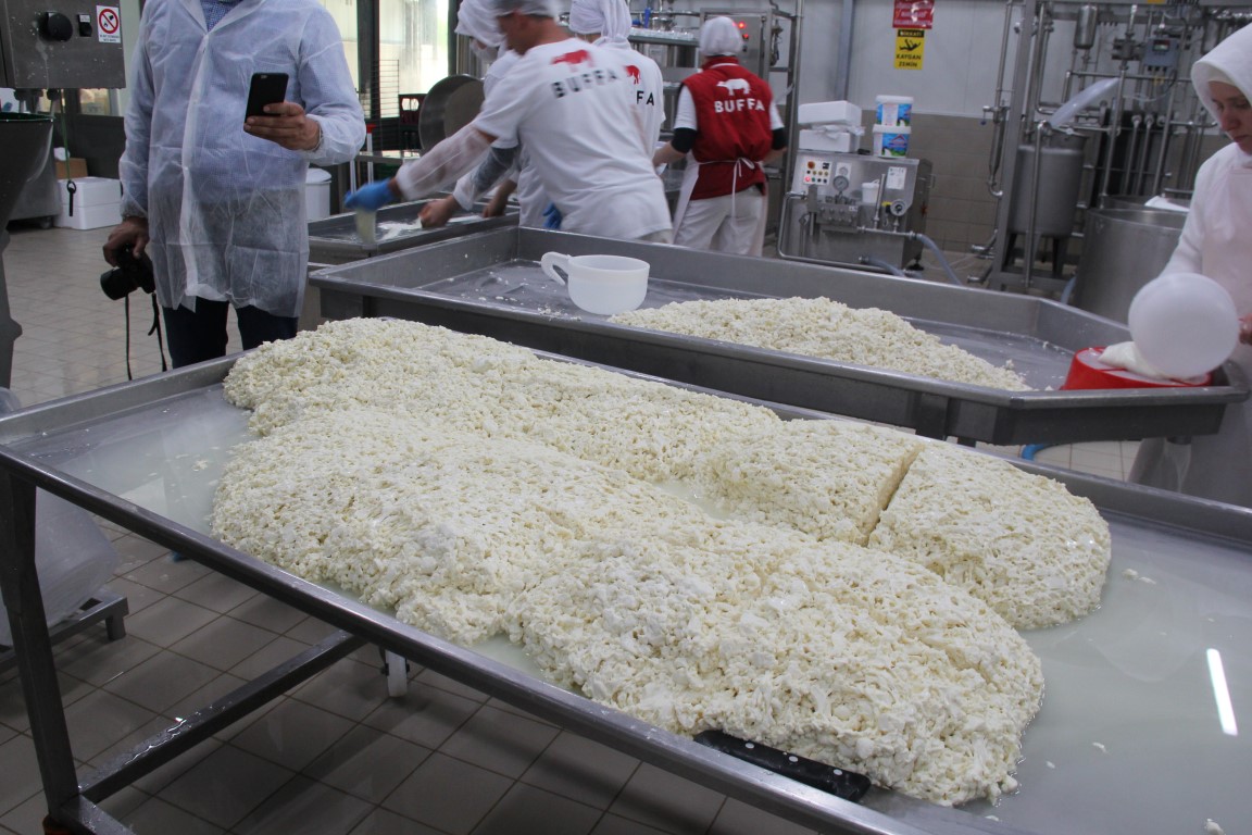Peynir Üretim Bölümü