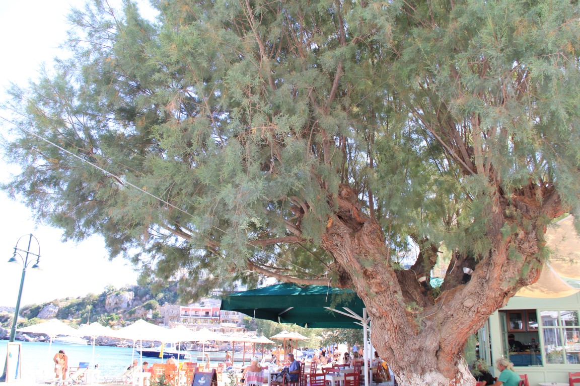 Ilgın Ağacı