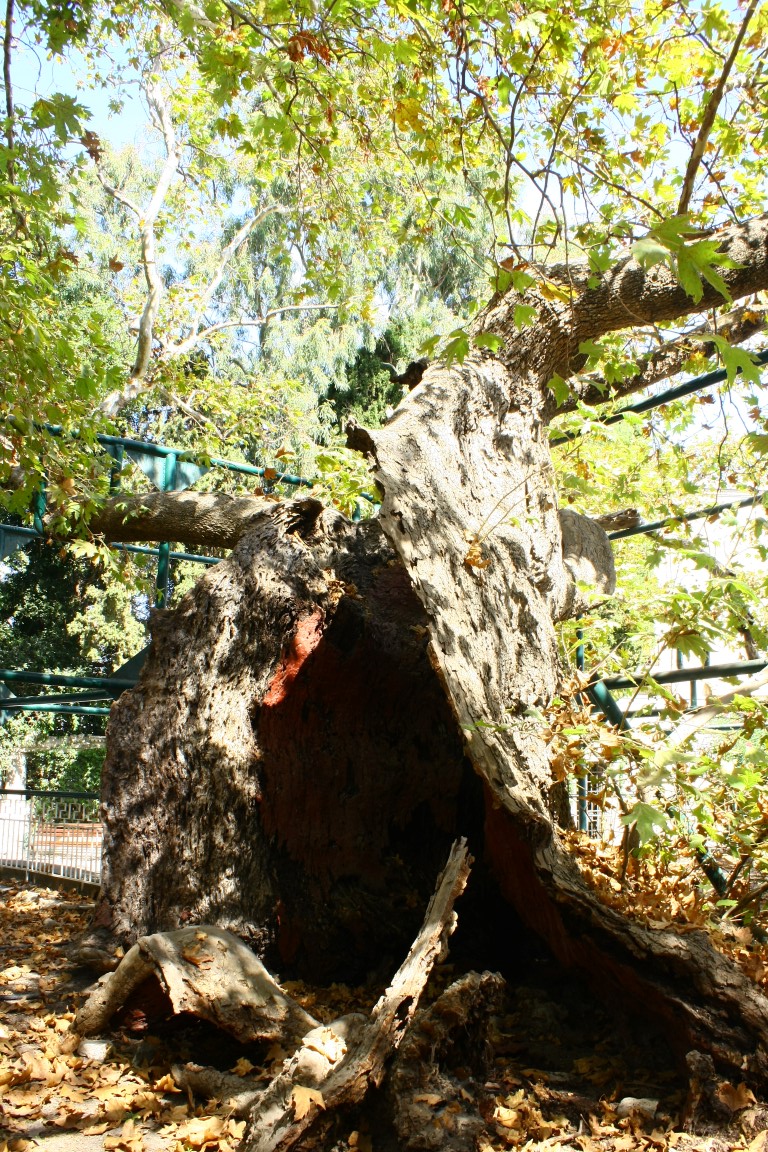 Hipokrat Ağacı
